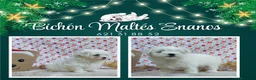 Bichón Maltés perros en venta: PRECIOSOS BICHON MALTES  LINEA TOY - Anuncio 12