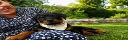 Rottweiler perros en venta: CACHORRO ROTTWEILER - Anuncio 2