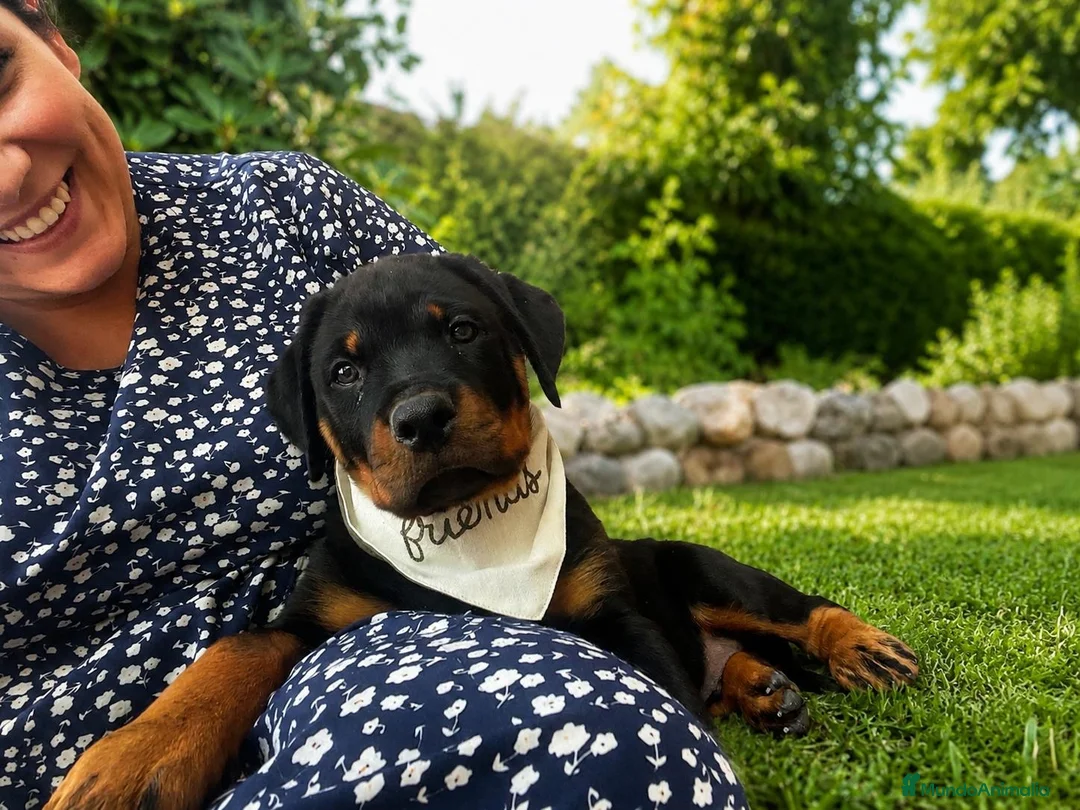 Rottweiler perros en venta: CACHORRO ROTTWEILER - Anuncio 2