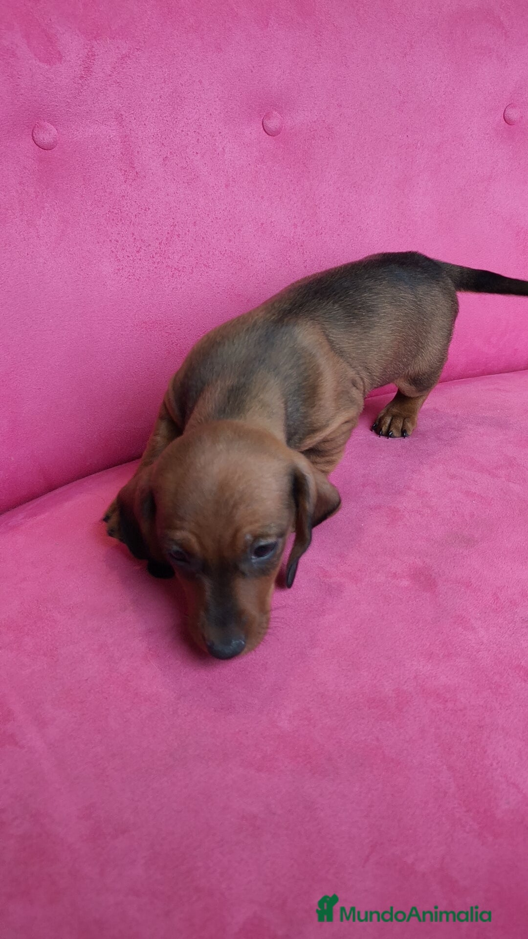 Teckel Miniatura perros en venta: Teckel mini - Anuncio 3