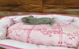 Chihuahua perros en venta: Chihuahua toy - Imagen 2