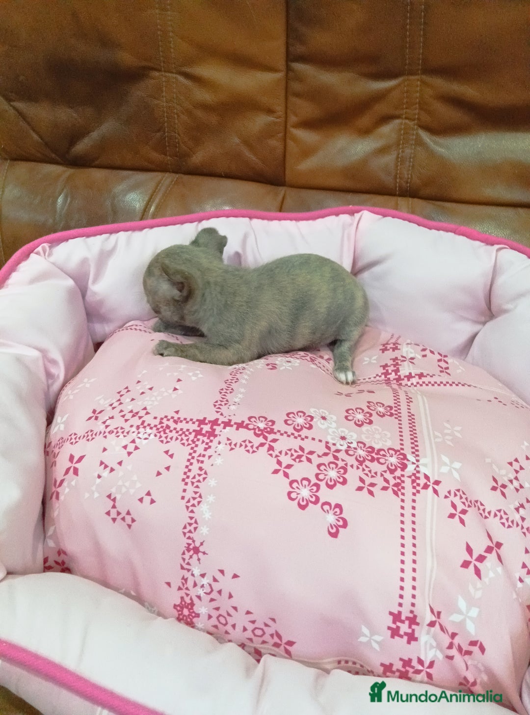 Chihuahua perros en venta: Chihuahua toy - Imagen 2