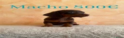 Teckel Miniatura perros en venta: Teckel minis de máxima calidad  - Anuncio 6