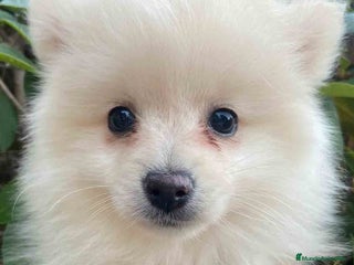 Pomerania perros Pomerania Hembra 7513 - AQUANATURA en Barcelona - Anuncio 8
