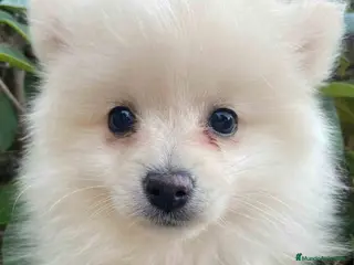 Pomerania perros Pomerania Hembra 7513 - AQUANATURA en Barcelona - Anuncio 25