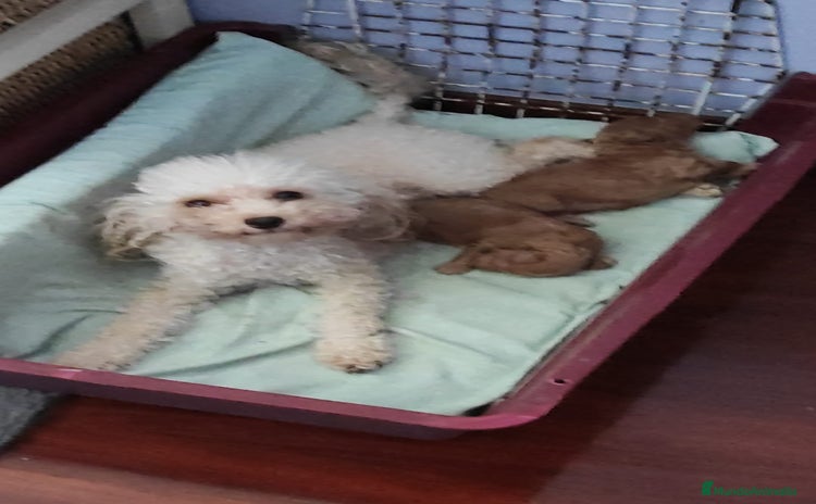 Caniche Toy perros - Anuncio 3