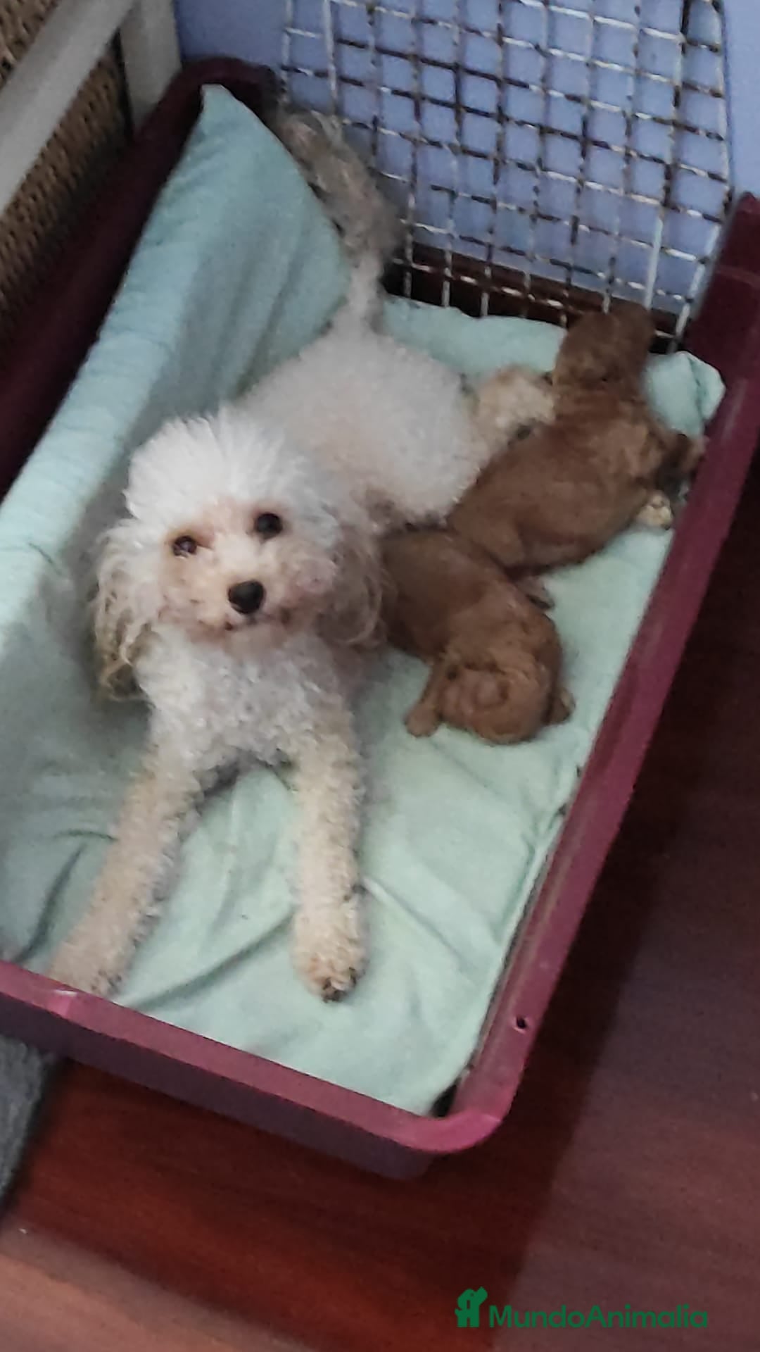 Caniche Toy perros en venta: Última caniche toy roja  - Imagen 1