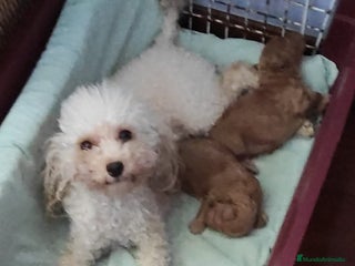 Caniche Toy perros - Anuncio 1