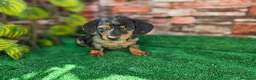 Teckel Miniatura perros en venta: TECKEL MINIATURA ARLEQUIN - Anuncio 3