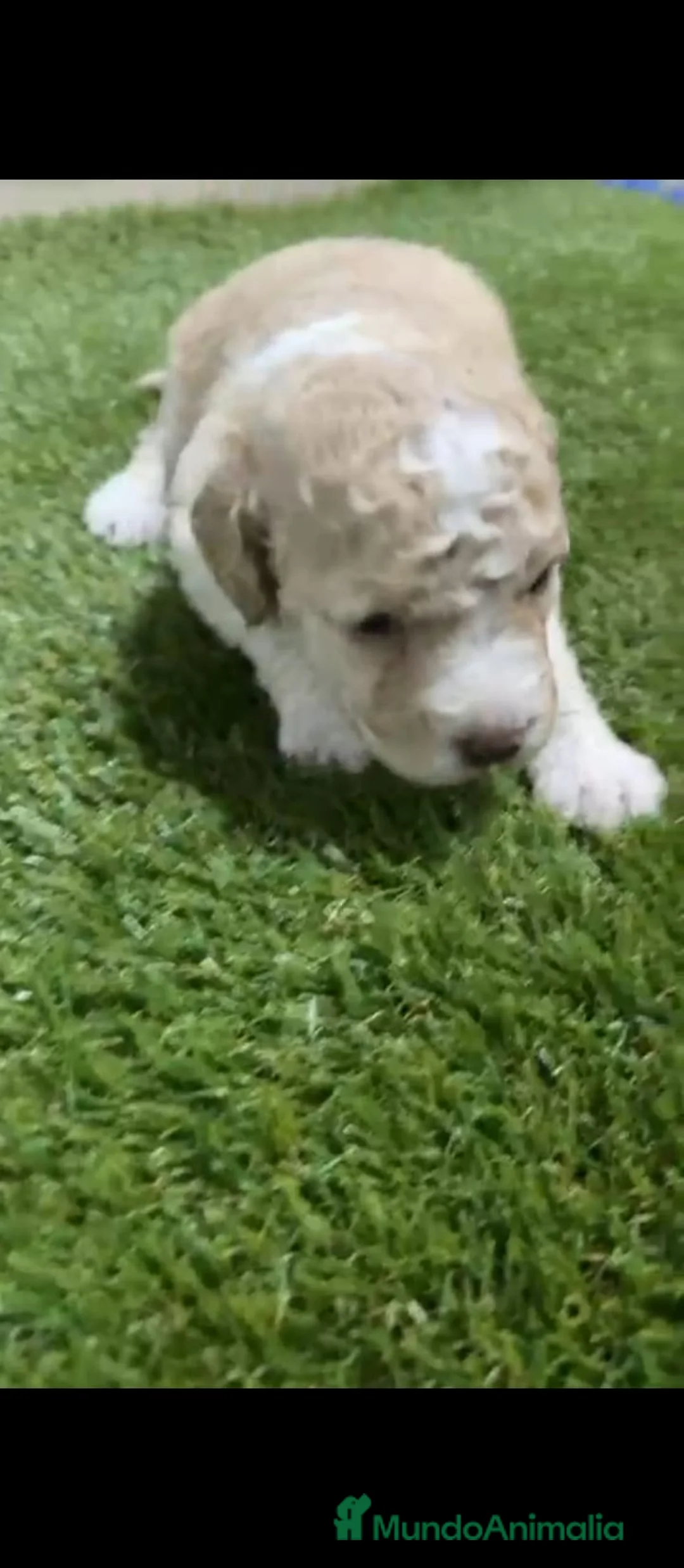 Perro de Agua Español perros en venta: Perros de agua Español - Anuncio 2