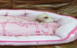 Chihuahua perros en venta: CHIHUAHUA TOY  - Imagen 2