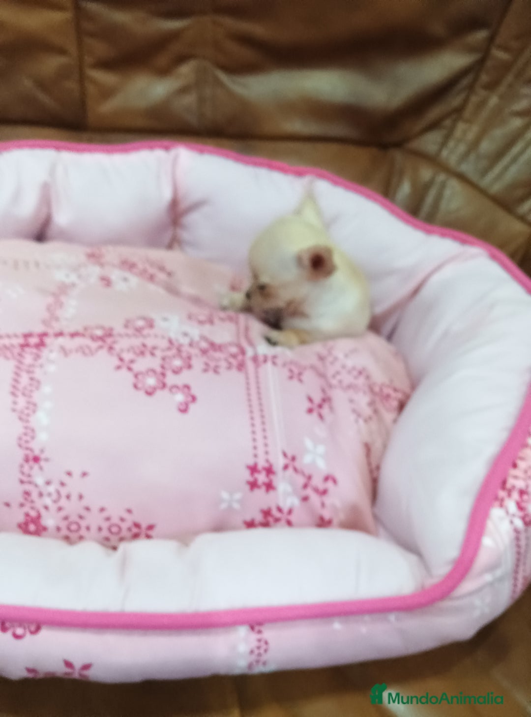 Chihuahua perros en venta: CHIHUAHUA TOY  - Imagen 2