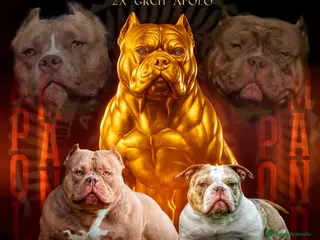 American Bully perros América bully pocket - Anuncio 5