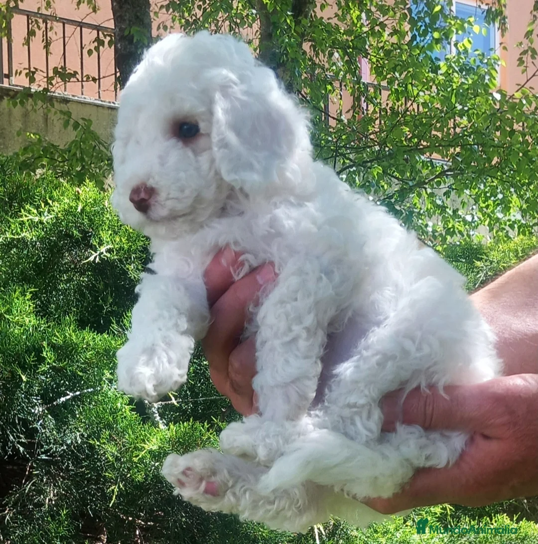 Caniche Toy perros en venta: Caniche Toy  - Anuncio 1