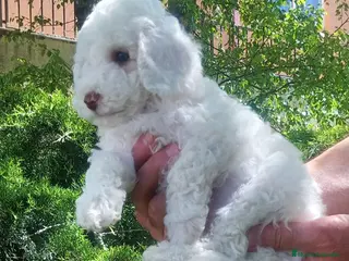 Caniche Toy perros Caniche Toy - Anuncio 1