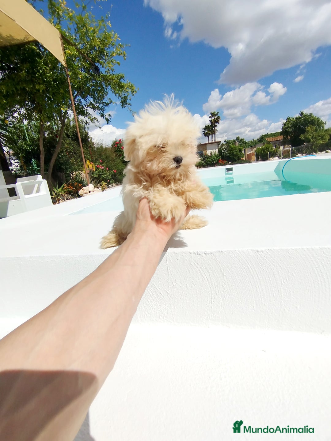 Bichón Maltés perros en venta: Bichón maltés toy  - Anuncio 6