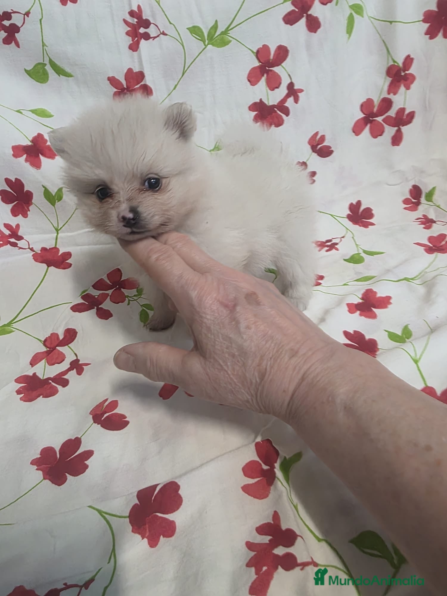 Pomerania perros Cachorritos Pomerania - Anuncio 1
