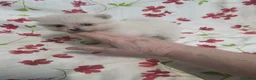 Pomerania perros en venta: Cachorritos Pomerania - Anuncio 1