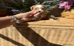 Maltipoo perros en venta: Maltipoo Toy disponible  - Imagen 1