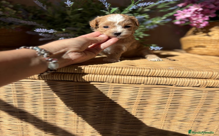 Maltipoo perros - Anuncio 6