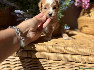 Maltipoo perros - Anuncio 32