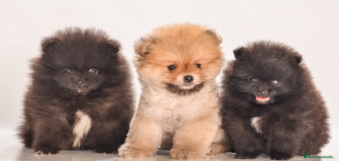 Imagen de galería {{count}}