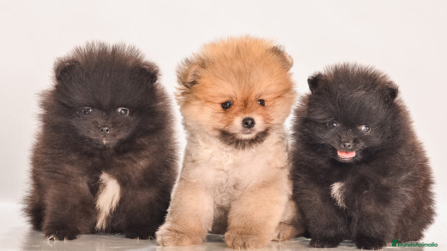 Imagen de galería {{count}}