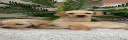 Labrador Retriever perros en venta: LABRADOR RETRIEVER - Anuncio 13