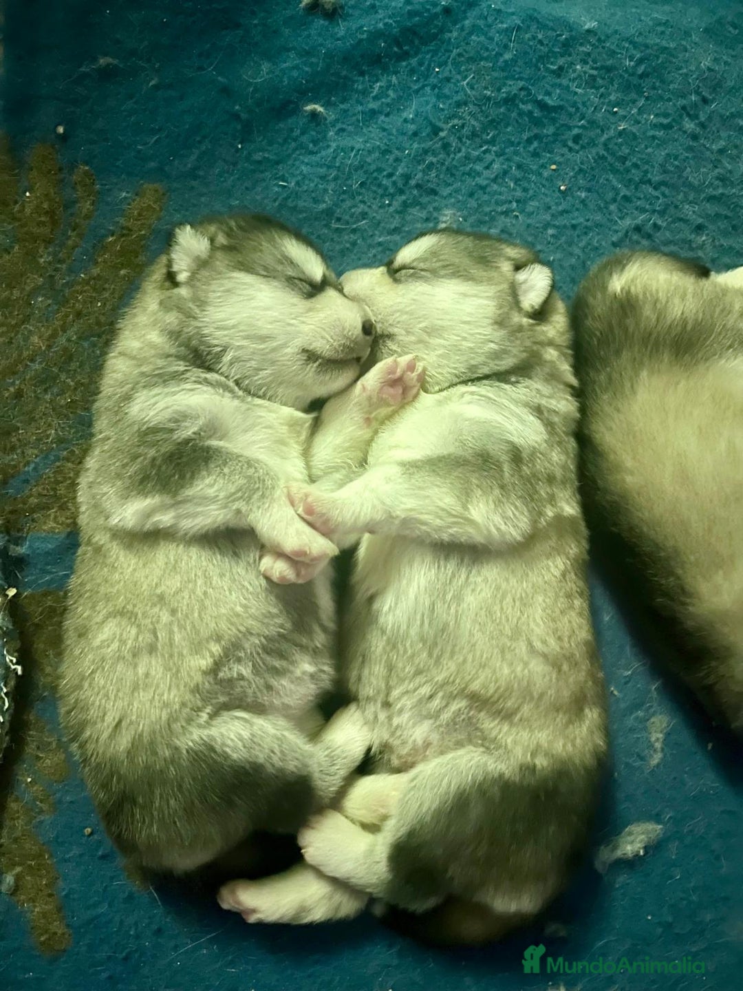 Alaskan Malamute perros en venta: CACHORROS ALASKAN MALAMUTE - Anuncio 2