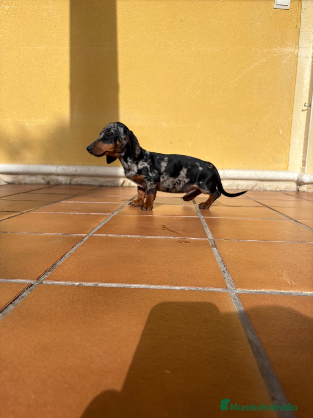 Teckel Miniatura perros en venta: Teckel miniatura macho arlequín Merle plata  - Anuncio 24