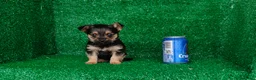 Yorkshire Terrier perros en venta: Yorkshire terrier  - Anuncio 8