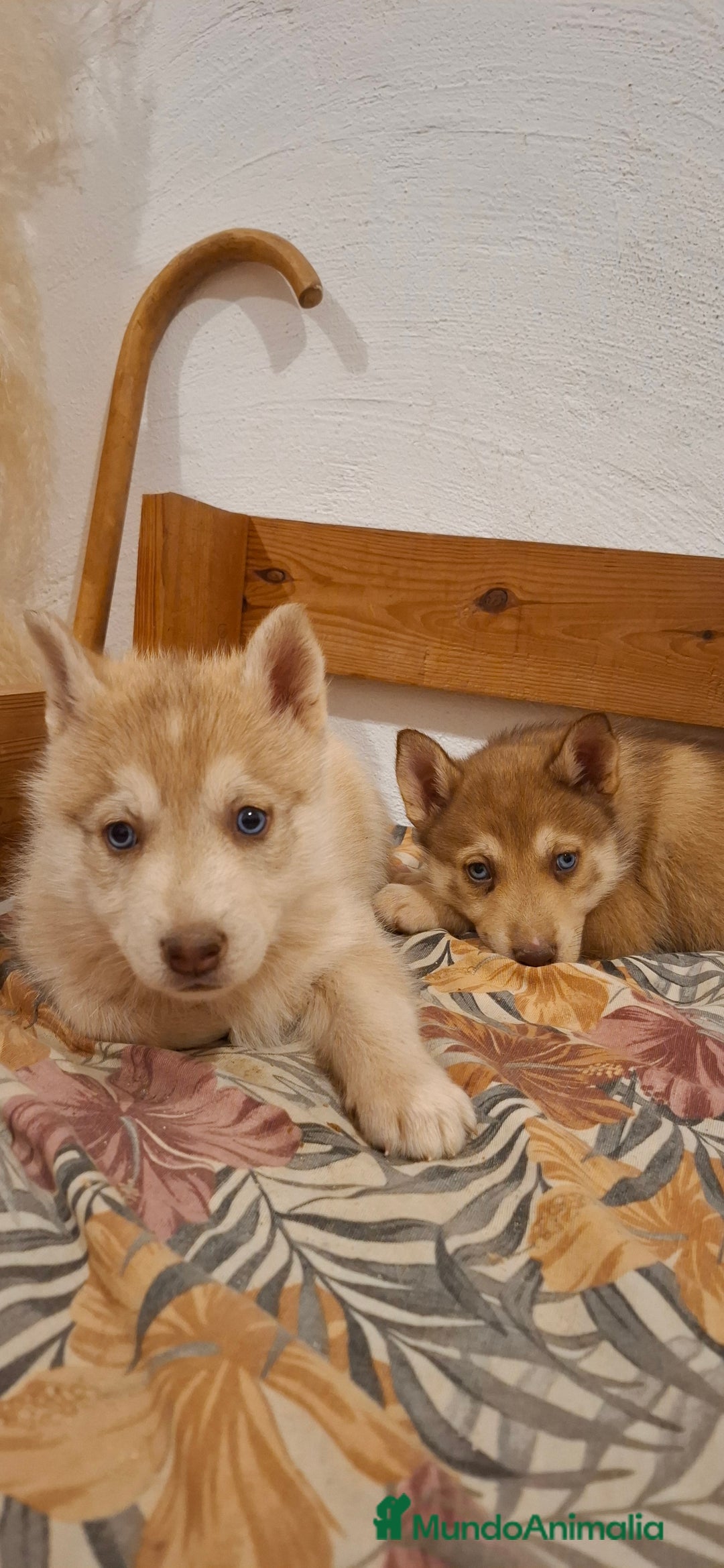 Husky Siberiano perros en venta: Husky siberiano - Anuncio 2