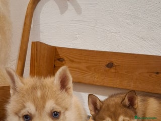 Husky Siberiano perros Husky siberiano - Anuncio 2