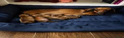 Teckel perros en venta: TECKEL KANINCHEN  - Anuncio 1