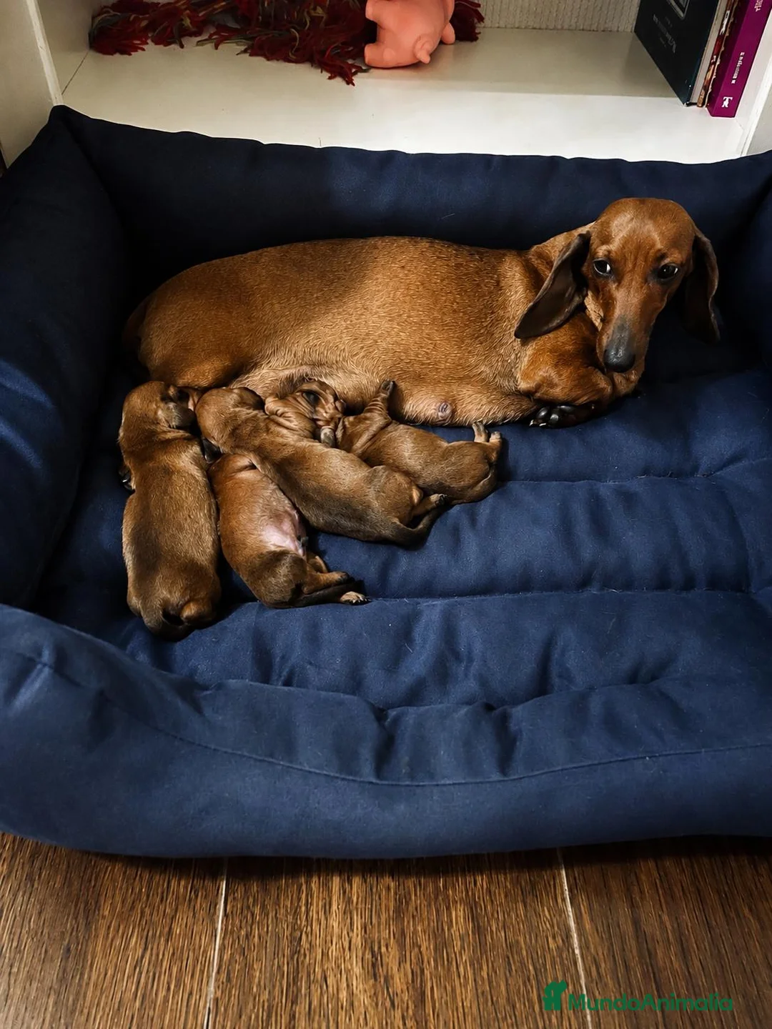Teckel perros en venta: TECKEL KANINCHEN  - Anuncio 1