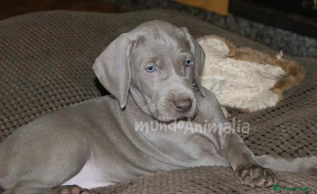 Imagen de galería {{count}}