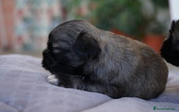 Maltipoo perros en venta: 🐾 Lotus, Maxi y Boom – Maltipoo miniatura 🐾 - Imagen 5