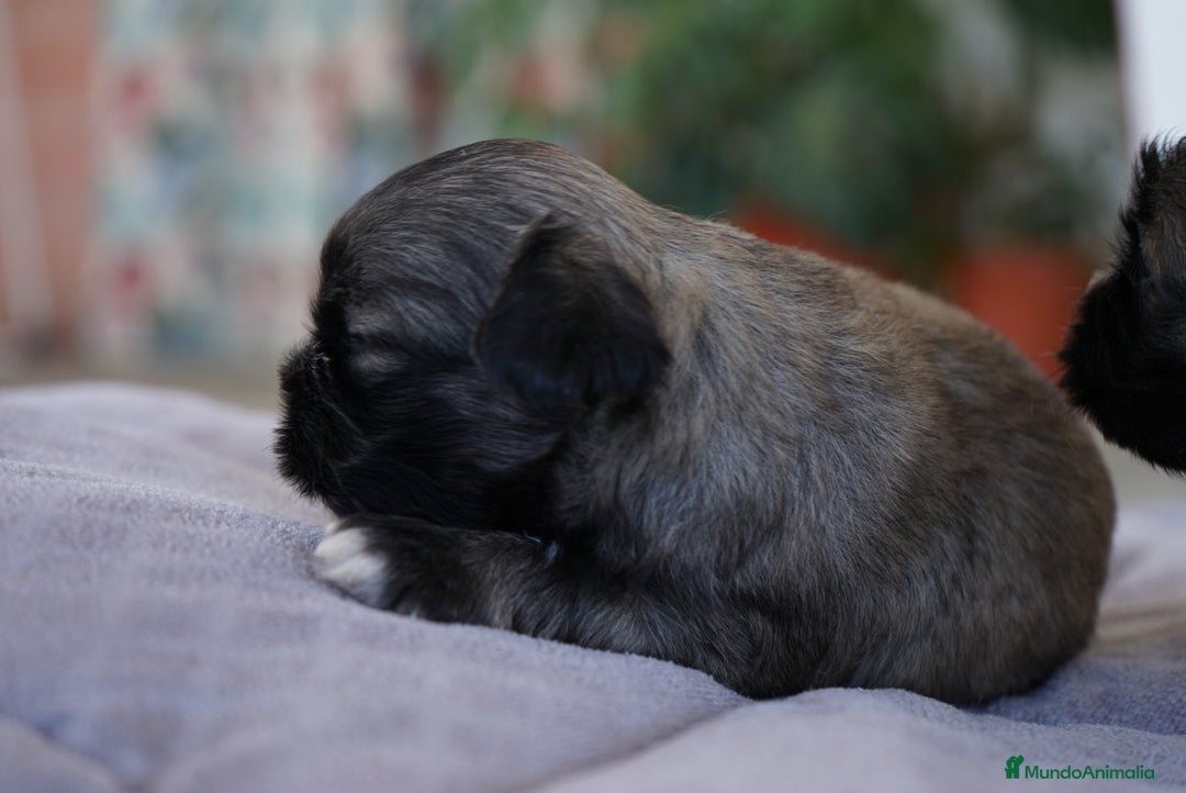 Maltipoo perros en venta: 🐾 Lotus, Maxi y Boom – Maltipoo miniatura 🐾 - Imagen 5
