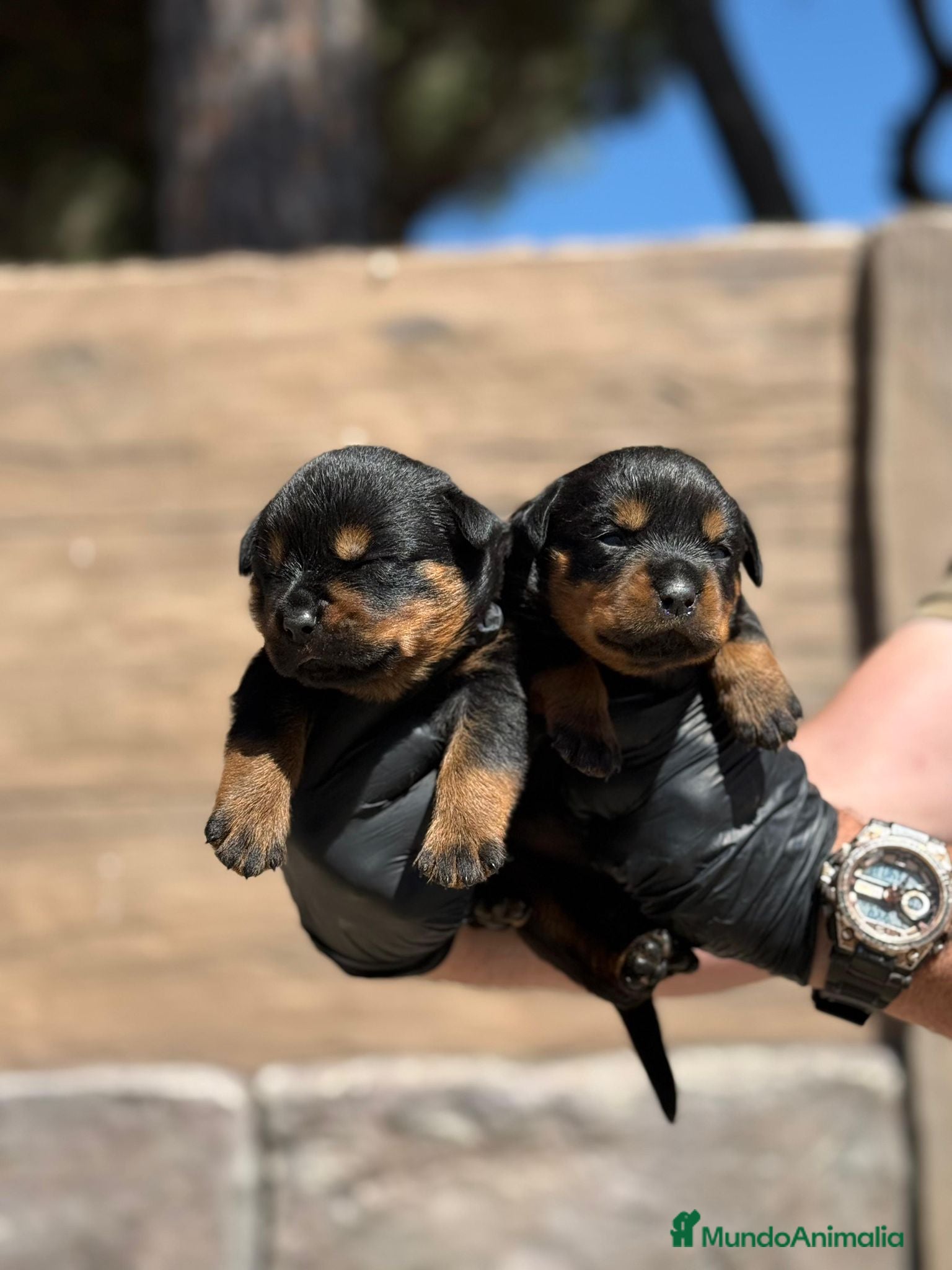 Rottweiler perros Rottweiller - Anuncio 2