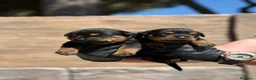 Rottweiler perros en venta: Rottweiller - Anuncio 1