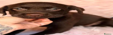 Labrador Retriever 7