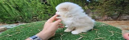Pomerania perros en venta: Pomerania carita de oso  - Anuncio 8