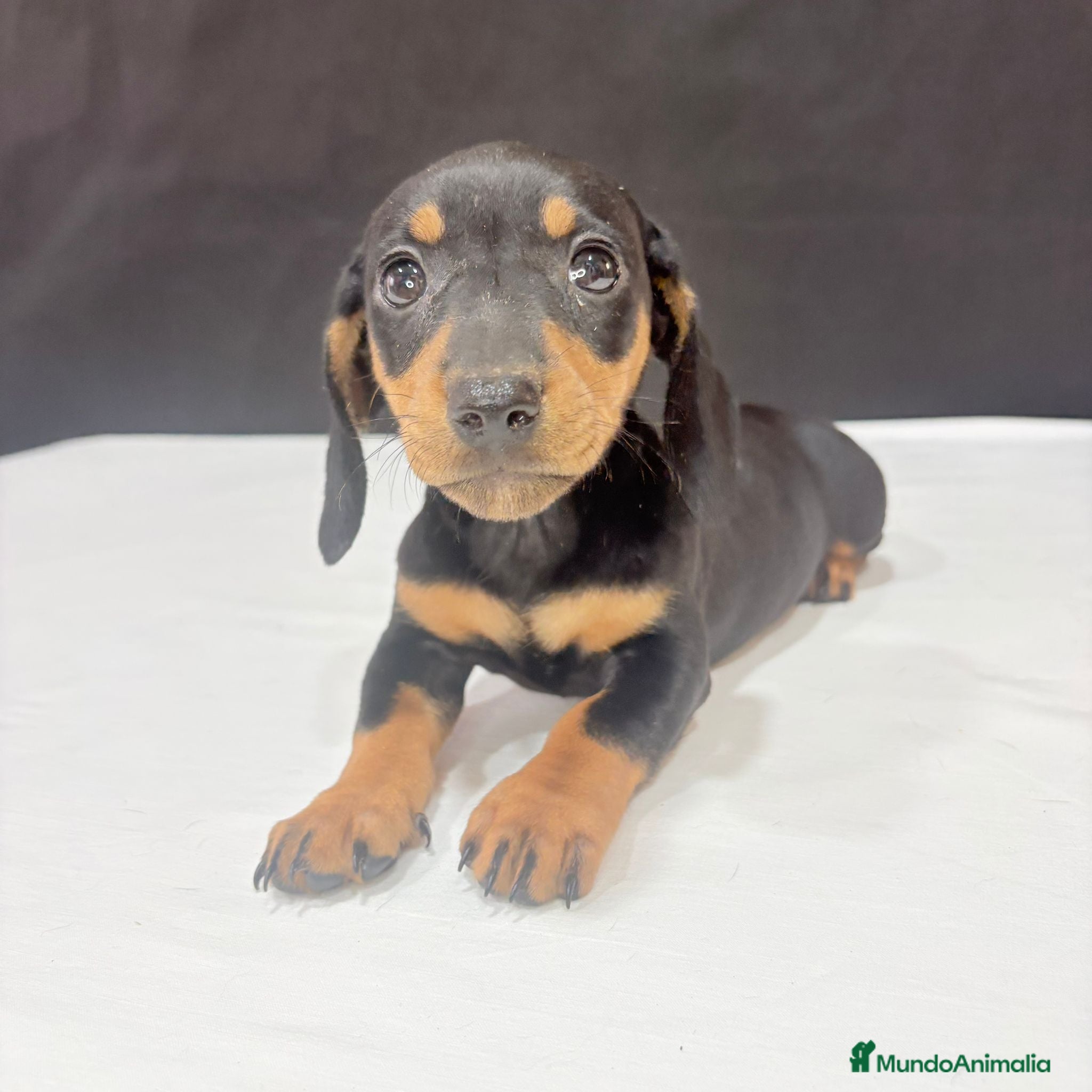 Teckel Miniatura perros Teckel miniatura  - Anuncio 2