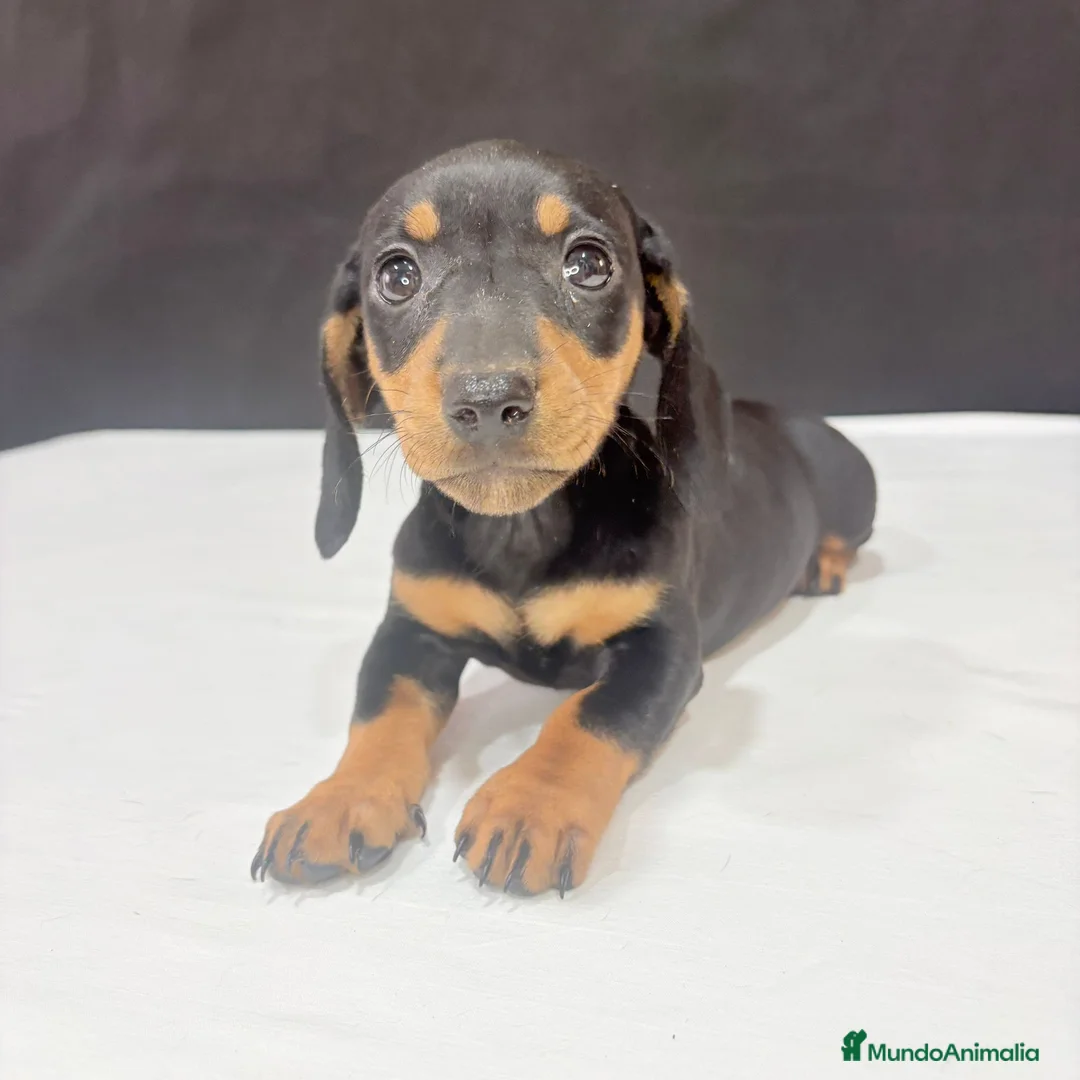 Teckel Miniatura perros en venta: Teckel miniatura  - Anuncio 1