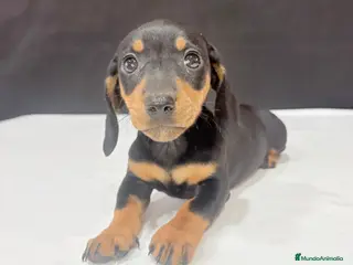 Teckel Miniatura perros Teckel miniatura - Anuncio 2