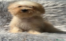 Maltipoo perros en venta: OPORTUNIDAD MALTIPOO TOY  - Imagen 3