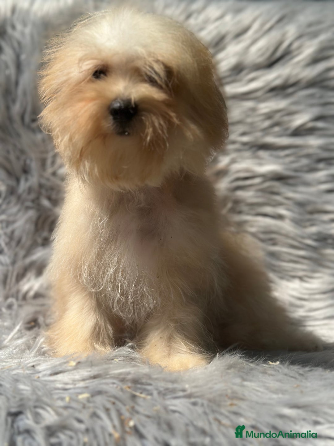 Maltipoo perros en venta: OPORTUNIDAD MALTIPOO TOY  - Imagen 3