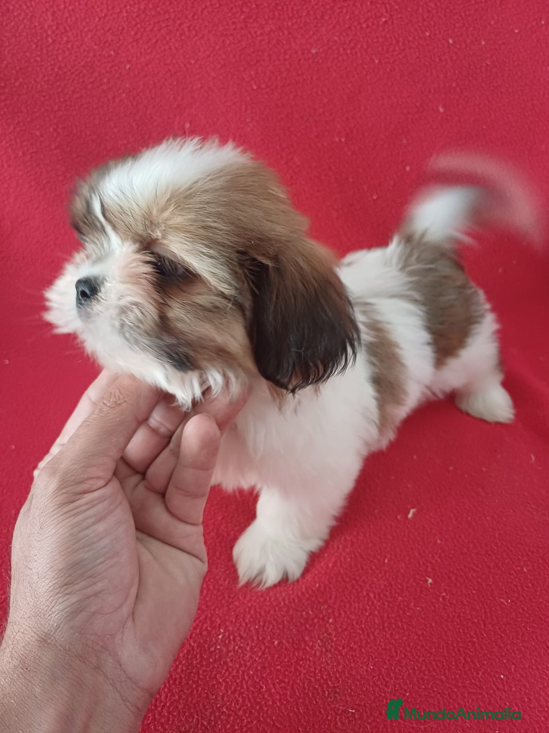 Shih Tzu perros en venta: Shitzu  - Imagen 2