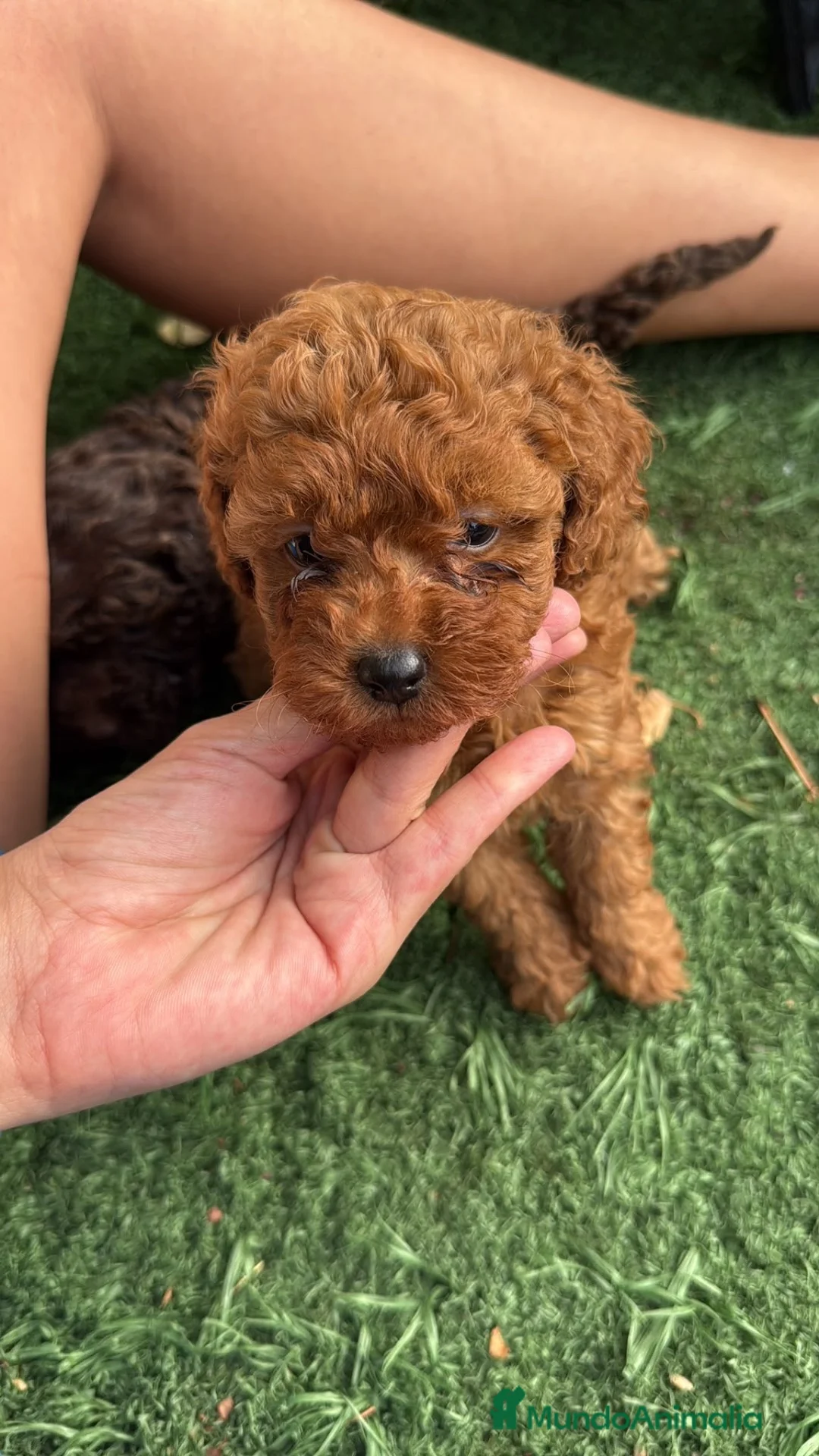 Caniche Toy perros en venta: Caniche Toy  - Anuncio 2