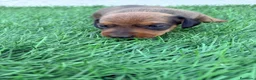 Teckel Miniatura perros en venta: Teckel Miniatura - Anuncio 1